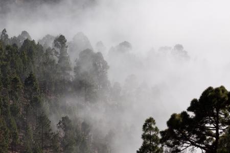 Misty forest